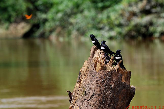 Científicos harán una evaluación de la biodiversidad de América