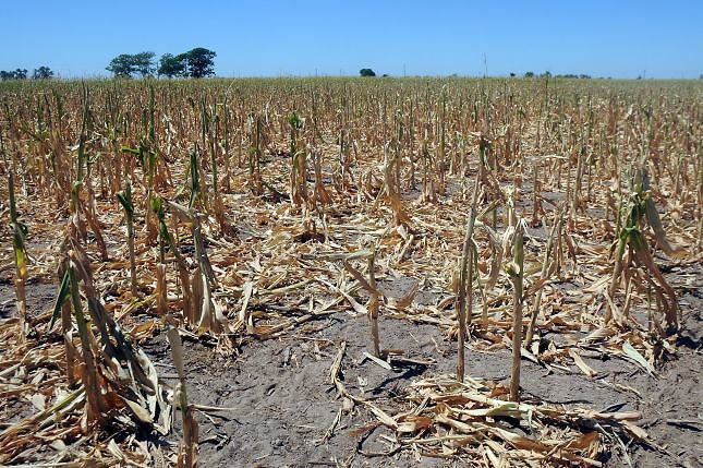 Sequía desespera a productores de Hatico del Guanal