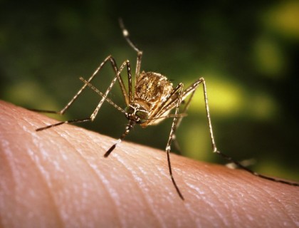 CDC informa sobre 6 nuevos casos virus del Zika en la Florida