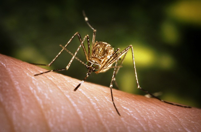 Paraguay también atribuye a RD primer caso de Chikungunya