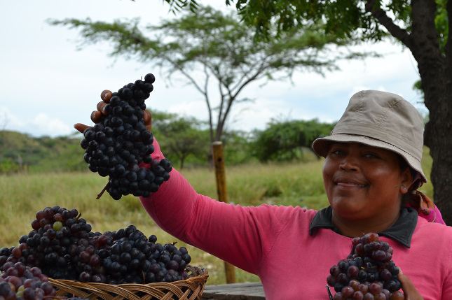 Productores piden apoyo para agregar valor a la uva