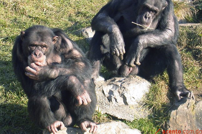 La inteligencia de los chimpancés depende de los genes, según un estudio