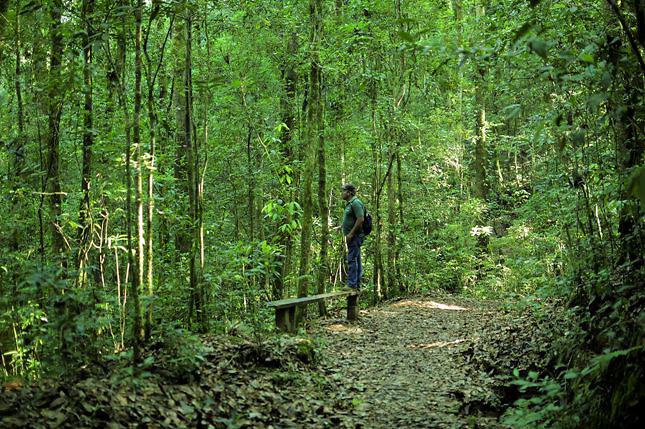 Lanzan base de datos para recuperación de bosques de Centroamérica y México