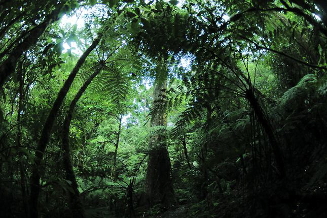 Uruguay presenta un estudio climático para prevenir incendios forestales