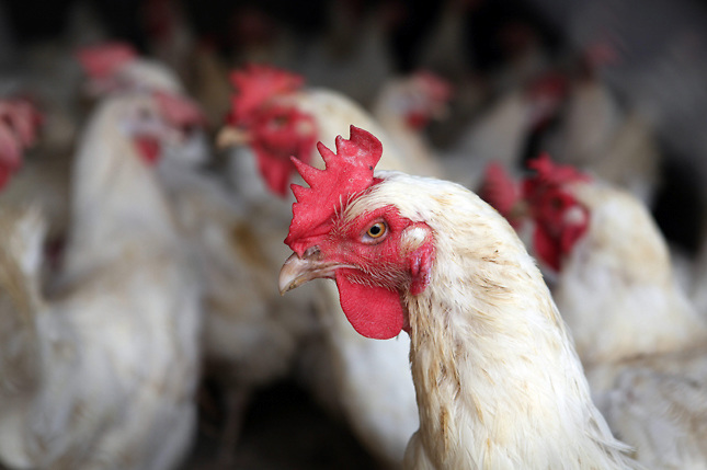 Detectan un brote de gripe aviar en un corral de Estados Unidos