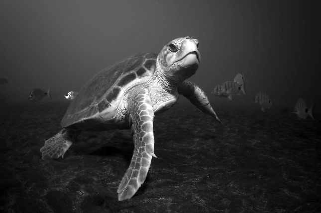 El cambio climático amenaza la población de tortugas marinas, según estudio