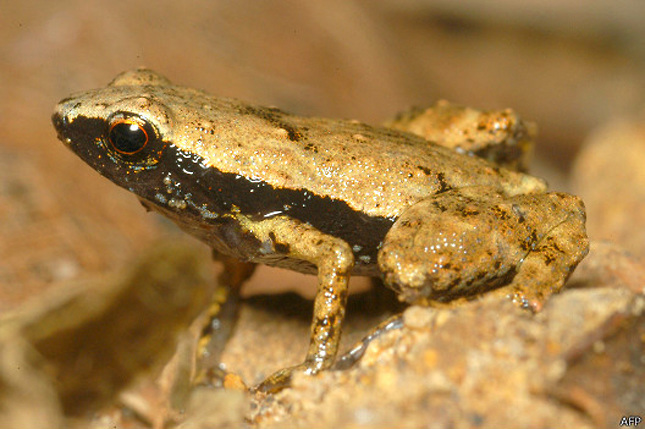 Más de 80 % anfibios de La Española está en peligro de extinción