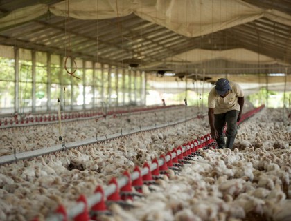 Corporación Avícola del Caribe realiza la primera exportación de genética avícola producida en la RD