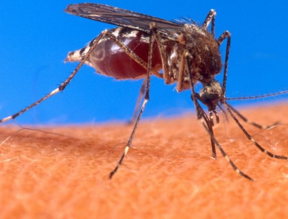 Inmunólogo advierte que humanidad carece de armas contra el zika y otros virus