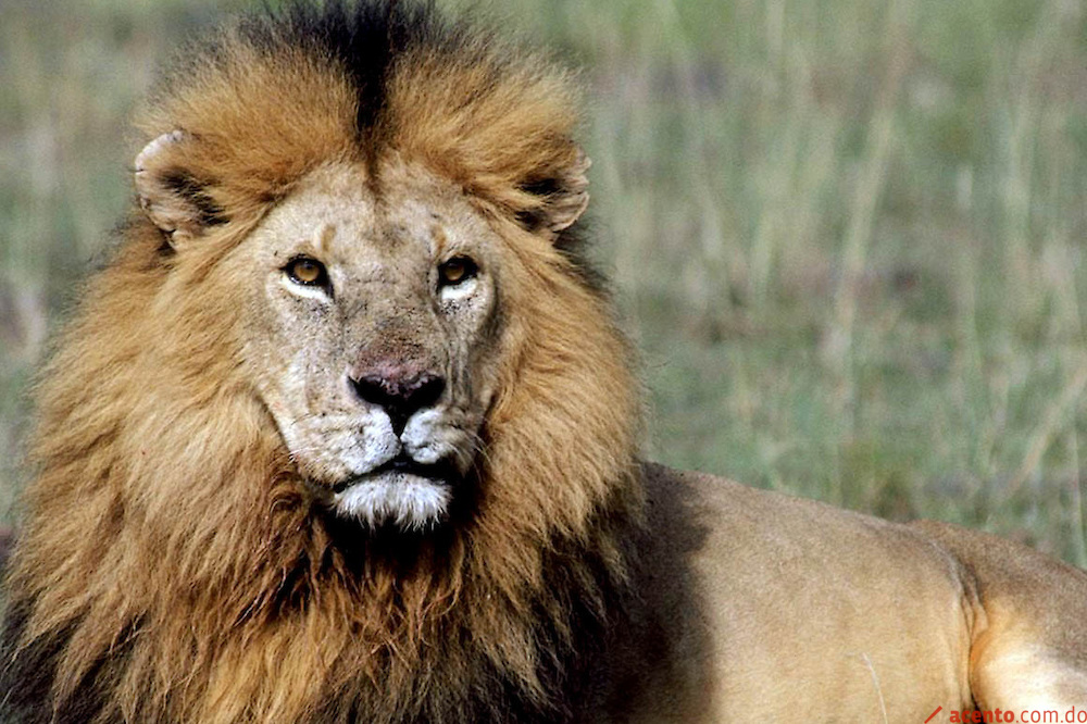 Nueve leones rescatados de circo en Colombia serán llevados a EE.UU.