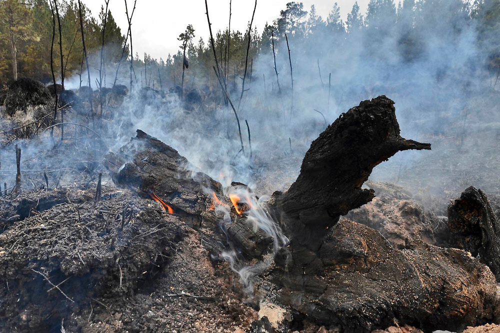 Latinoamérica perdió un 7 % de sus bosques, según experto