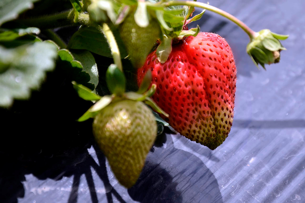 Suramérica coordina acciones para afrontar plagas como la mosca de la fruta