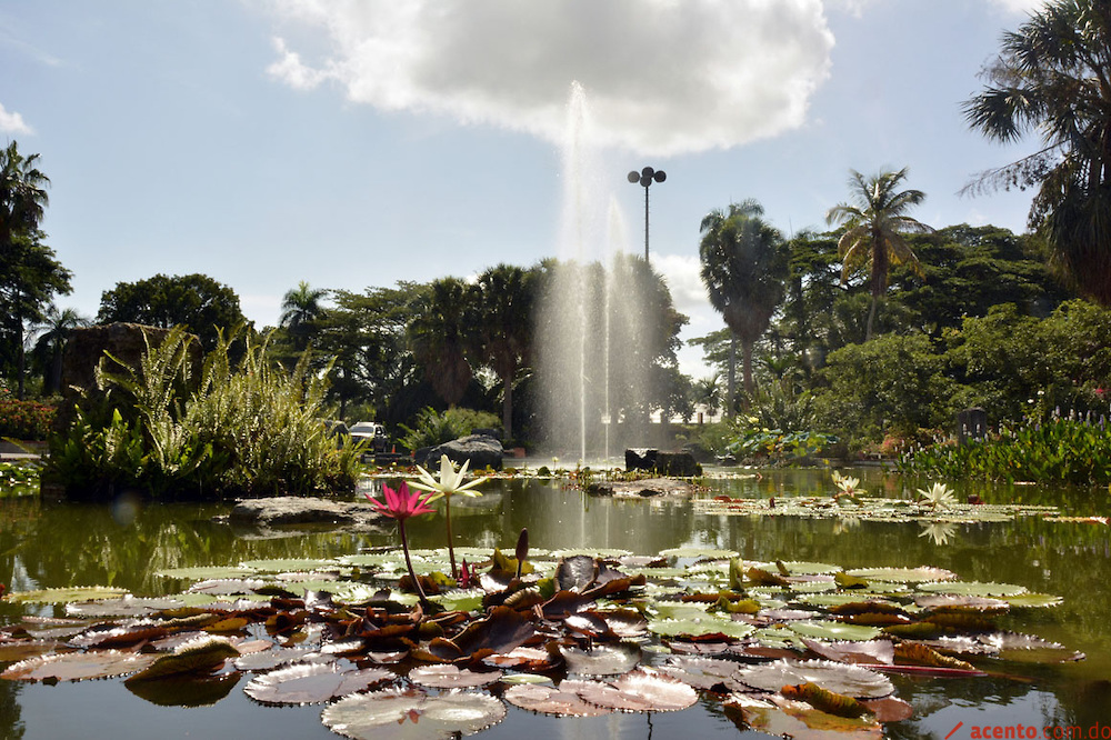 Jardín Botánico celebra 38 aniversario bajo la amenaza de extinción más de mil plantas