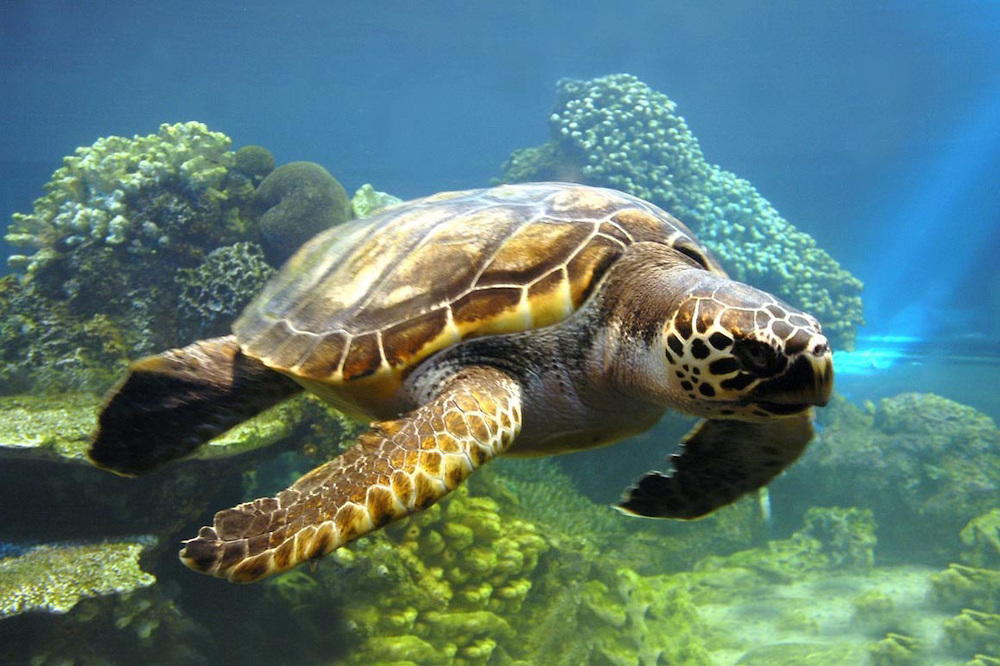 Cómo evolucionaron las tortugas para enderezarse si están de espaldas