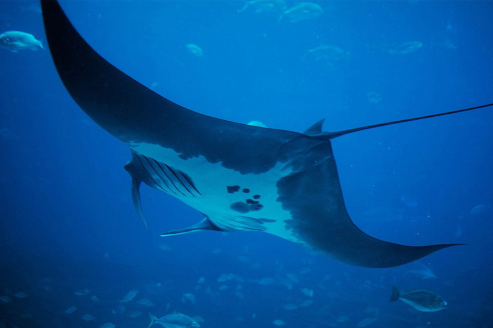 Medio Ambiente adopta protocolo internacional para regular pesca de mantarrayas