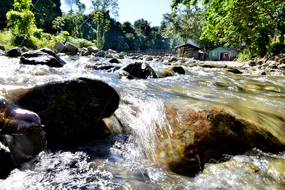 Loma Miranda se expresa desde sus bosques, sus cielos y sus aguas: reportaje especial