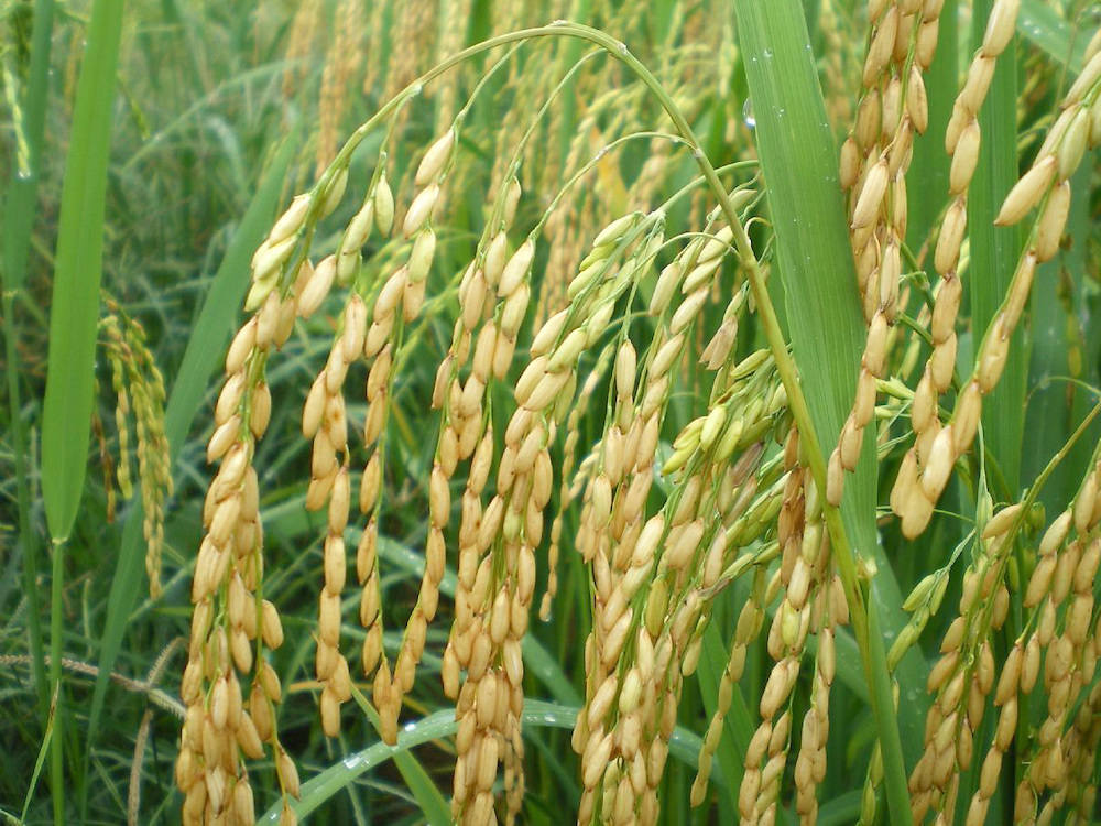 ADHA, Agricultura y Fenarroz impartirán seminario sobre competitividad a productores de arroz