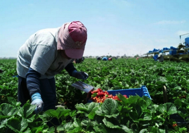 Estudio revela en EEUU es grave el problema del trabajo forzado