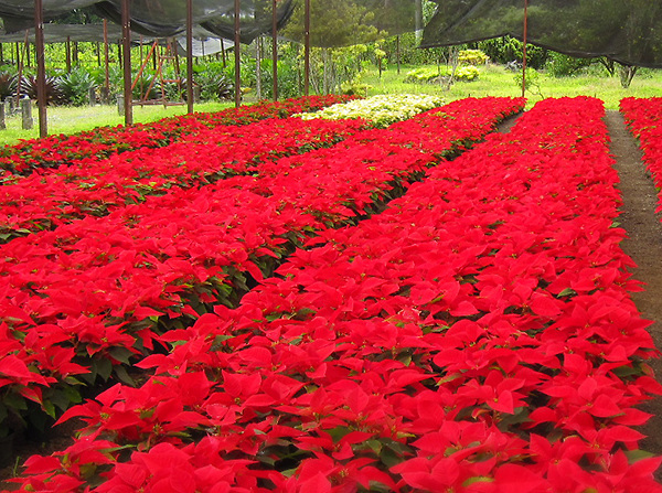 Una bella flor de temporada que mueve RD$67 millones