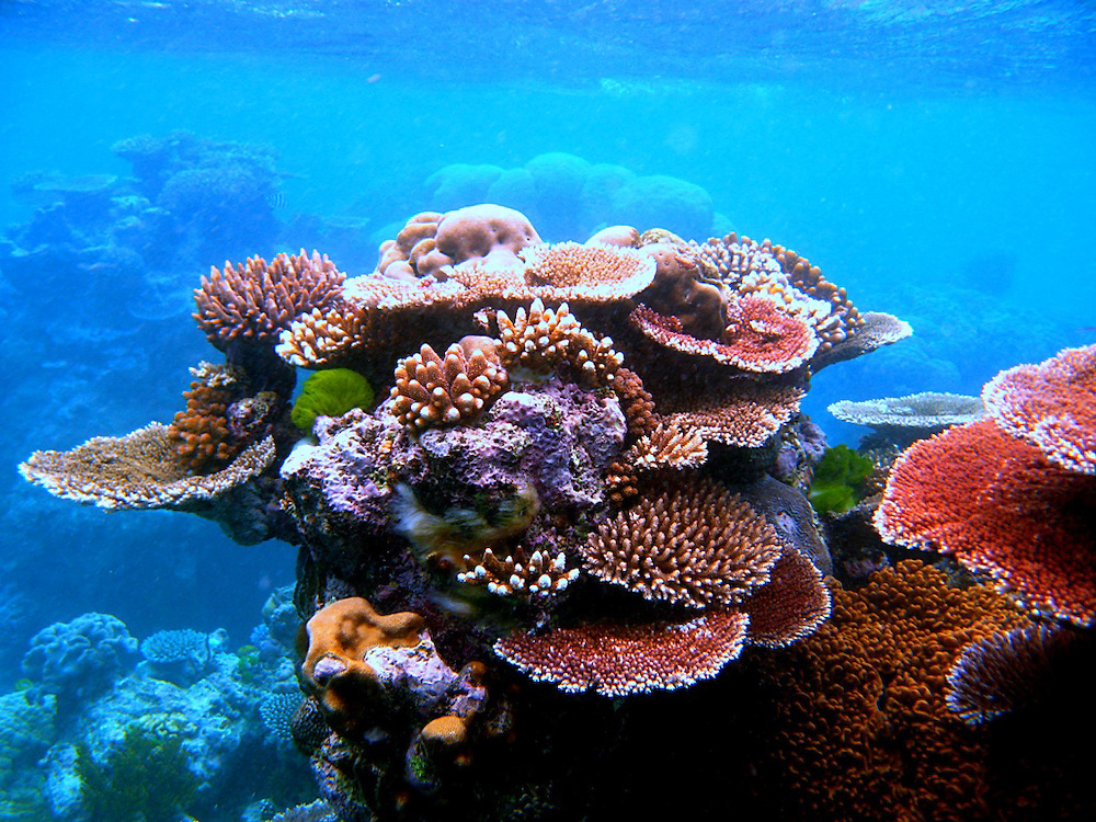 La contaminación de microplásticos amenaza a los corales de la Gran Barrera