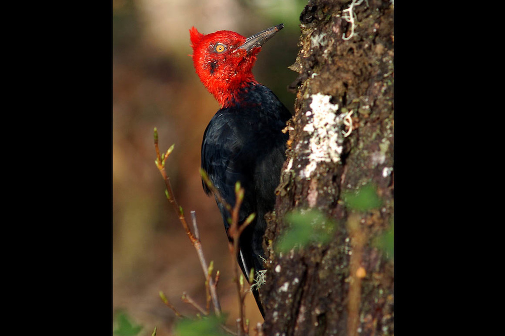 El pájaro carpintero más grande de América se queda sin casa