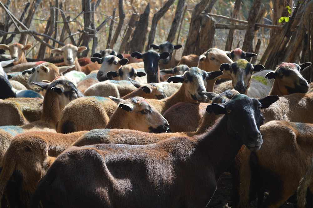 Los Copeyes producirá ovejas con apoyo de USAID y REDDOM