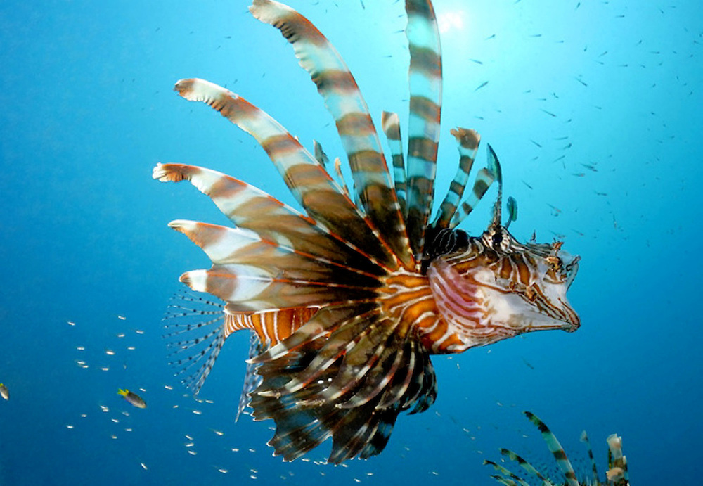 Reef Check República Dominicana anuncia Certificación Gastronómica Ambiental Marina “AquaCheck”
