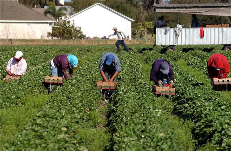 Falta de inmigrantes provoca pérdidas multimillonarias al campo de EEUU
