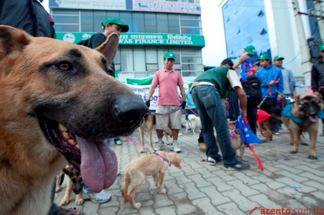 El PE aprueba una nueva normativa sobre transporte de mascotas al extranjero