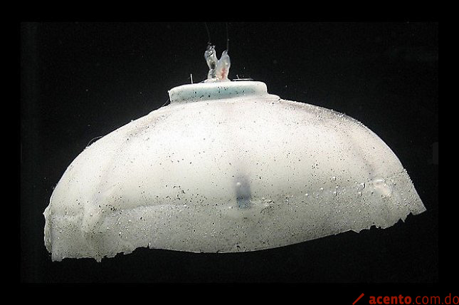 Las medusas, causa del menor número de peces en el Mediterráneo, según la FAO