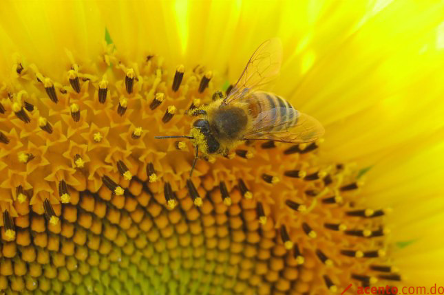 ¿Dónde duele más la picadura de una abeja?