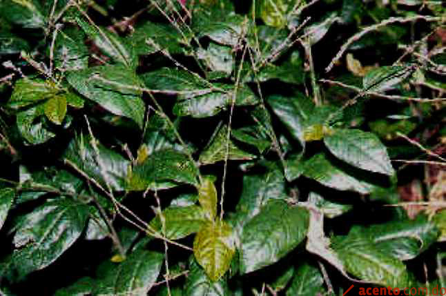 El anamú (Petiveria alliacea, de la familia de lasPhytolaccaceae)