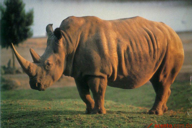 Mafias asiáticas de cuernos de rinoceronte apuntan ahora al león sudafricano