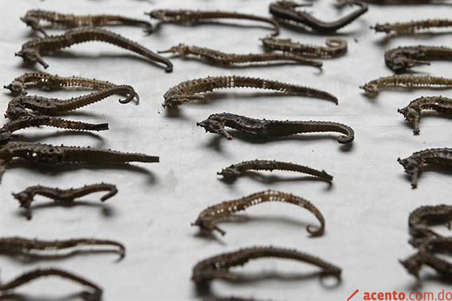 Incautan 1,260 caballitos de mar peruanos que iban a ser vendidos a Asia