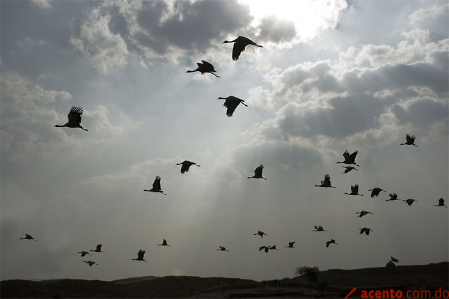 La degradación del medioambiente, amenaza inminente para las aves migratorias