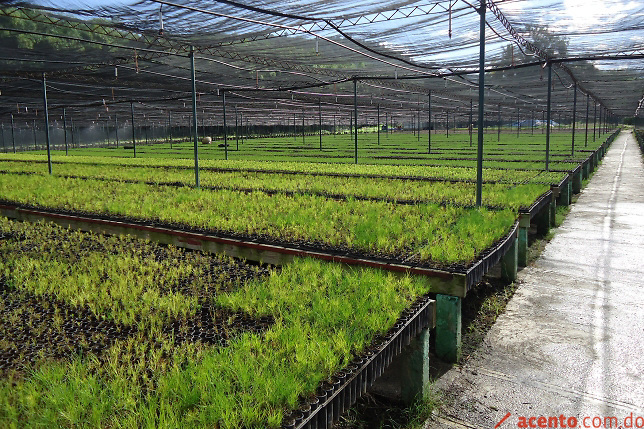 Medio Ambiente aumentará en un millón la producción de plántulas en zona fronteriza