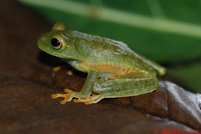 Barrick Pueblo Viejo informa de sus aportes para preservar anfibios