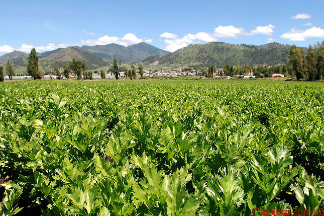 Desorden territorial y expansión agrícola amenazan bosques de Latinoamérica