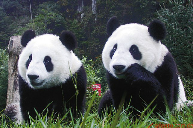 Berlín muestra 1.600 figuras de oso panda, una por cada ejemplar en libertad