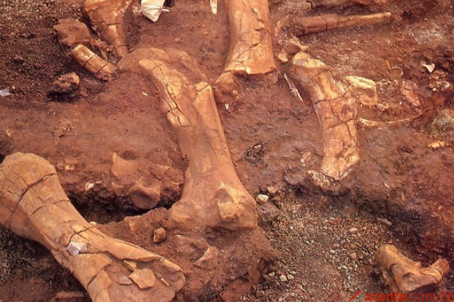 Anuncian hallazgo de al menos 87 restos fósiles de animales en El Salvador