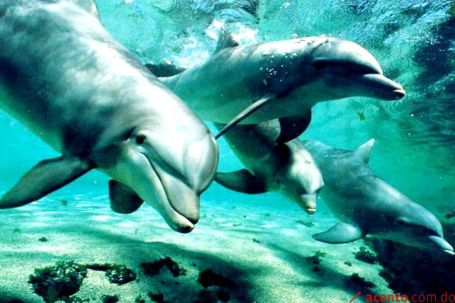Los delfines se llaman entre ellos por su 
