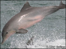 Delfines de distintas especies intentan un lenguaje común