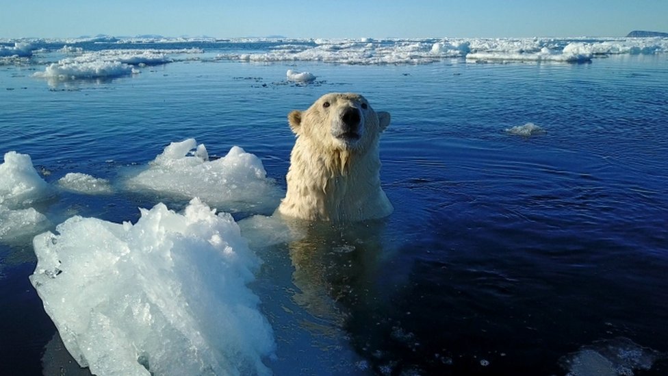 Matan a un oso polar durante un encuentro con turistas en el archipiélago Svalbard en Noruega