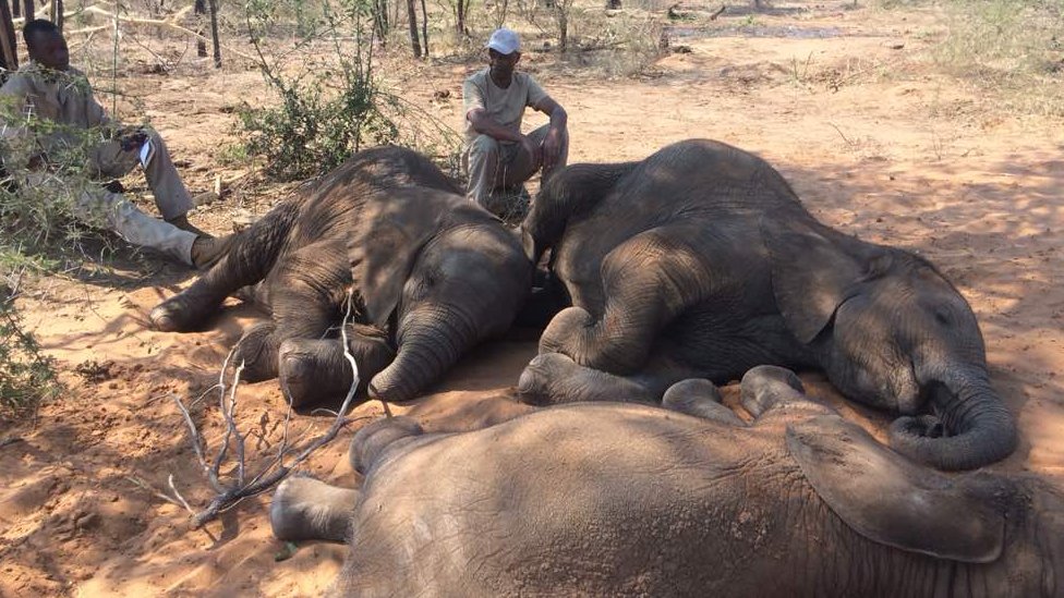 La matanza que dejó decenas de elefantes muertos en Botsuana, último santuario en África para estos animales