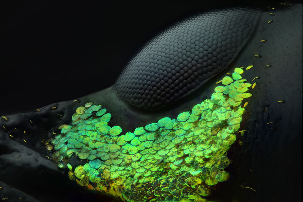 Nikon Pequeño Mundo: dos fotógrafos latinoamericanos explican los secretos de sus imágenes ganadoras en el prestigioso certamen