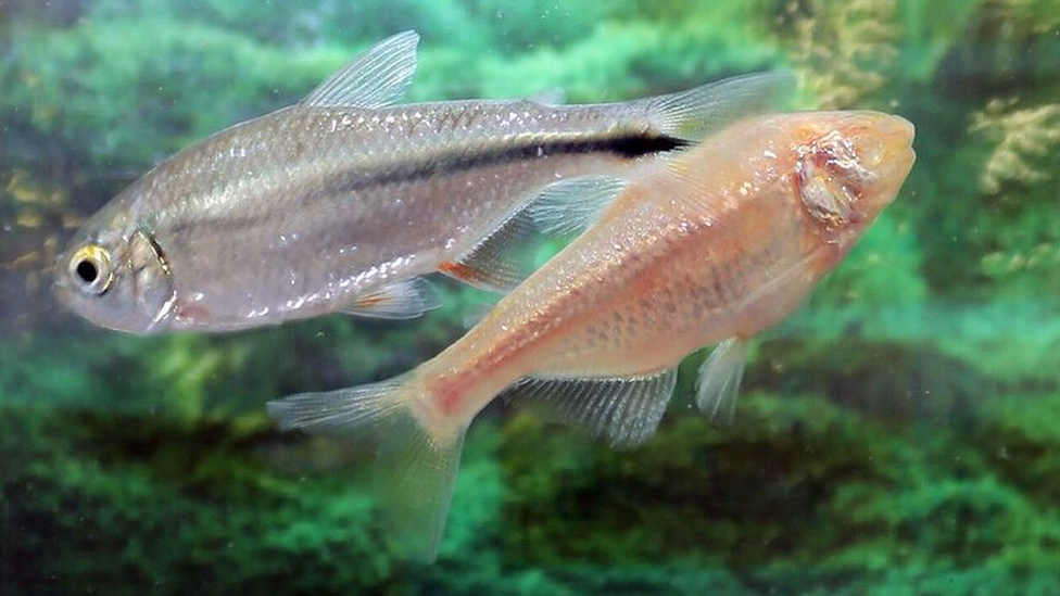 Los secretos de tetra, el pez mexicano que se repara su propio corazón (y lo que puede aprender de él la ciencia)