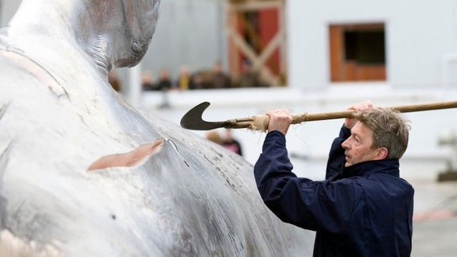 Caza de ballenas en Japón: ¿en qué países se siguen cazando estos cetáceos y por qué?