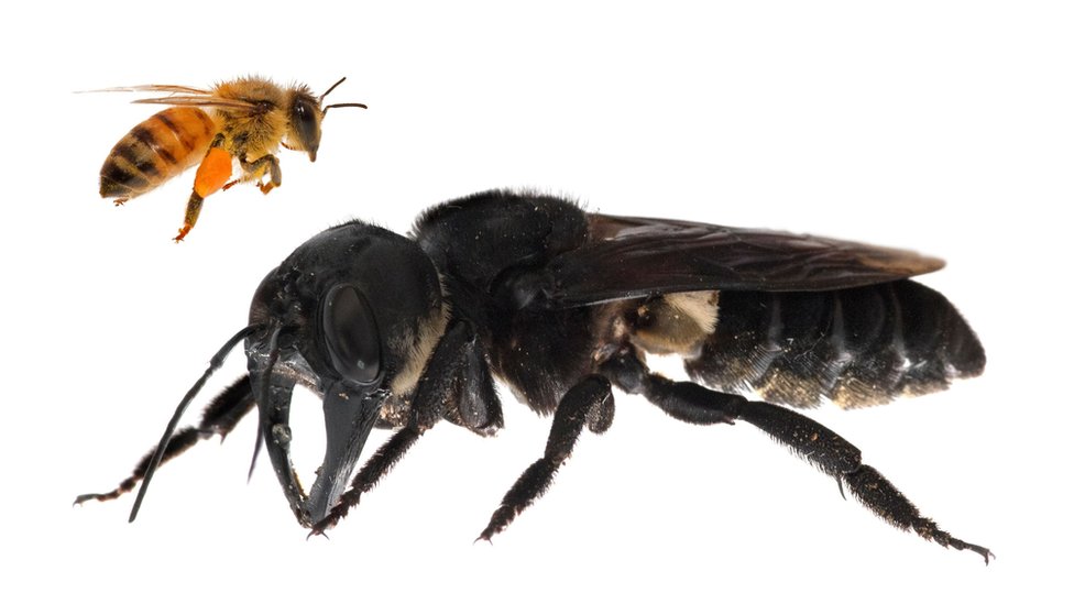 Encuentran la abeja más grande del mundo: es 