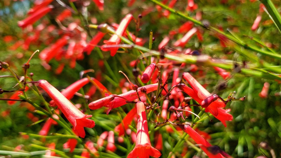 Tus fotos: la gigantesca paleta de colores que nos regalan las flores