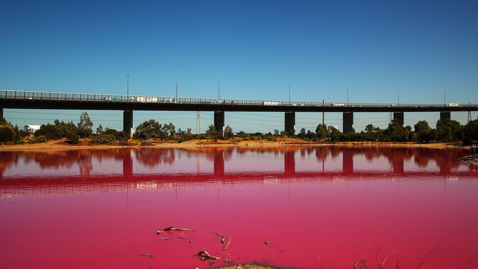 Lago rosado de Melbourne: las impresionantes imágenes de este fenómeno que se ha vuelto un atractivo turístico en Australia